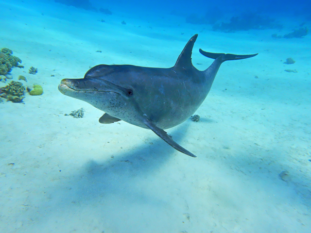 Unterwasser-Freundschaft