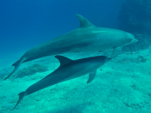 Delfin