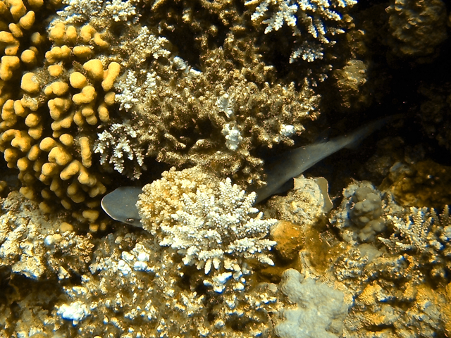 Whitetip Shark