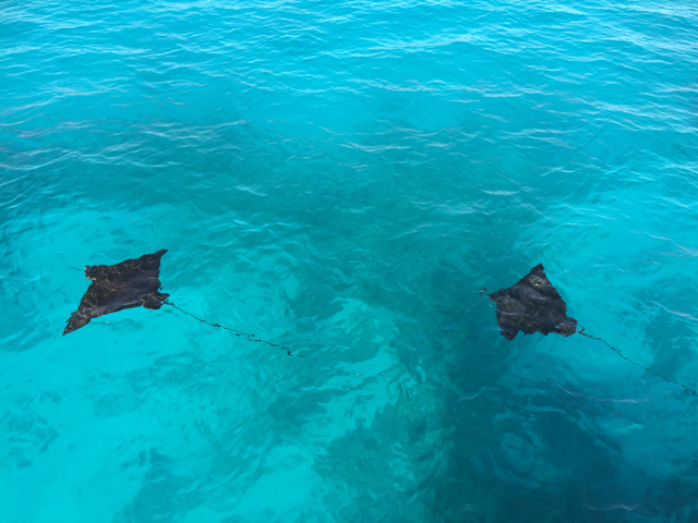 Eagle Rays