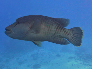 Napoleon Fisch