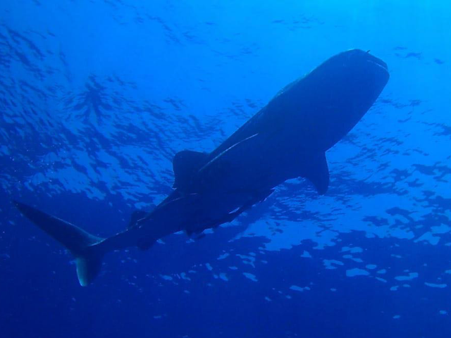 Whale Shark