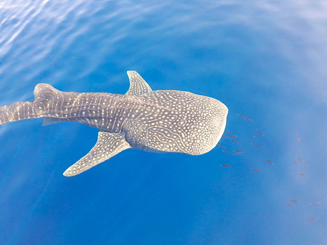 Whale Shark