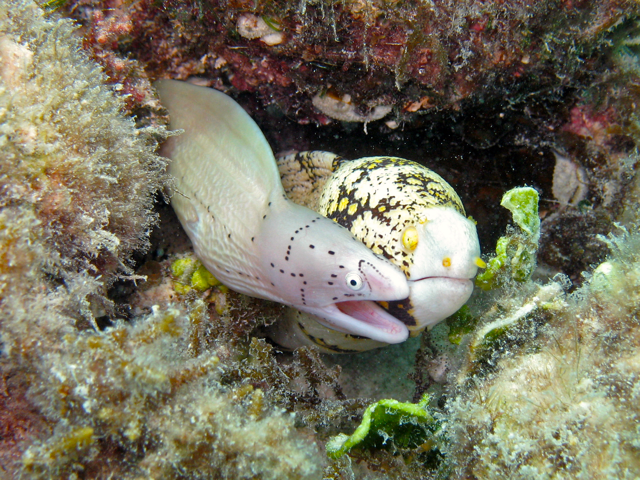 Moray