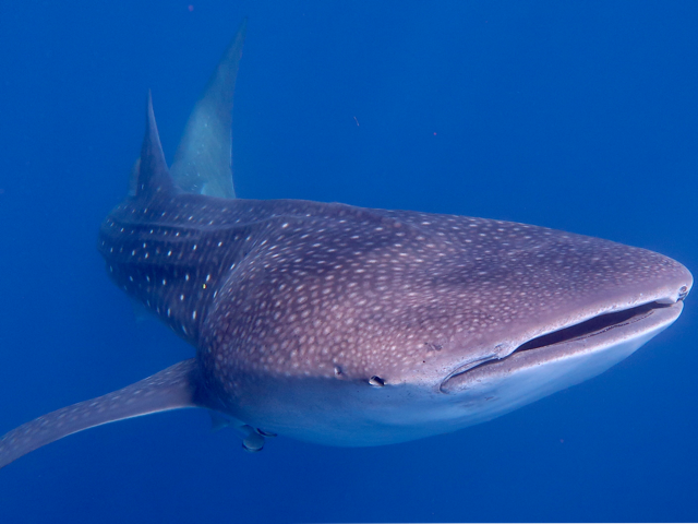 Whale Shark