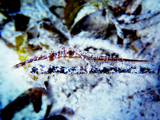 Tozeuma spp Garnele