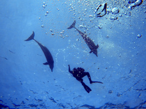 Delfine  Gegenlicht