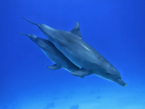 Delfine