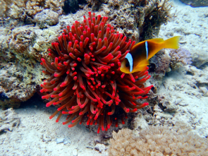 Anemonenfisch