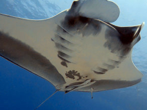 Manta Ray