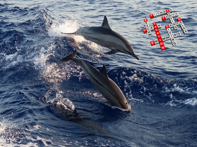 Spinner-Delfine