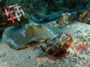 Blaupunkt-Stechrochen