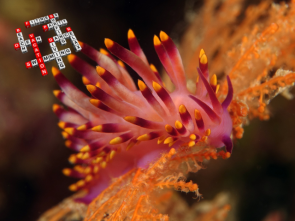 Flabellina-Fadenschnecke