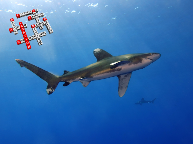 Weissspitzen-Hochseehai