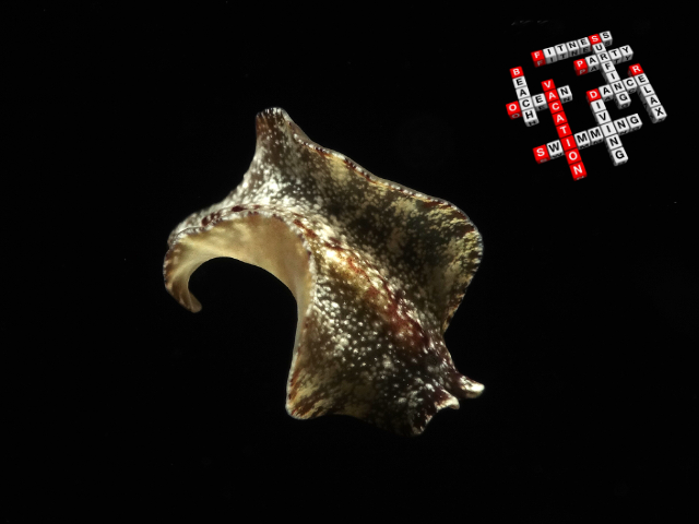 Schnecke