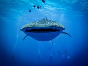 Whale Shark