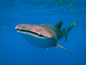 Whale Shark