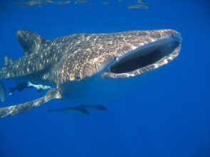 Whale-Shark